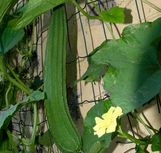 Esponja Natural de Lufa